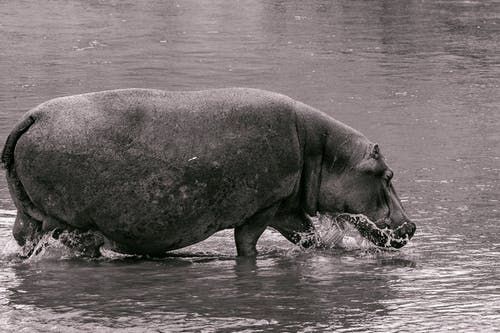 有关bw, 公园, 养护的免费素材图片