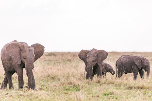 有关一群动物, 一起, 乾的的免费素材图片