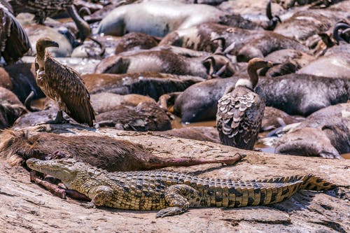 有关公园, 动物摄影, 岩石的免费素材图片