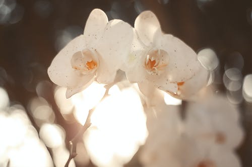 有关大岛樱花, 开花的树, 微妙的免费素材图片