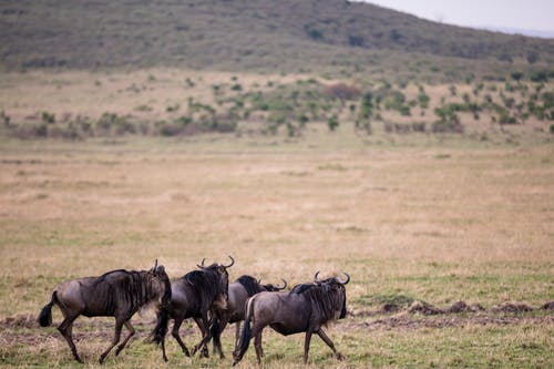 有关gnu, 保存, 养护的免费素材图片
