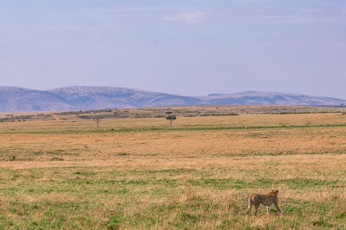 有关乾的, 亚洲猎豹, 侧面图的免费素材图片