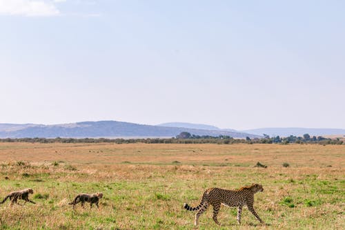 有关Copyspace, 亚洲猎豹, 侧面图的免费素材图片