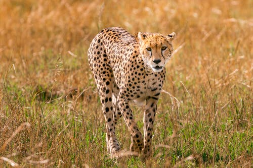 猎豹在棕色草地上行走 · 免费素材图片