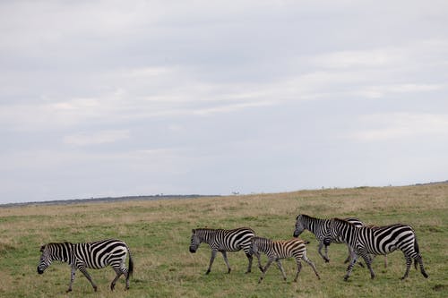 有关一群动物, 冷静, 动物学的免费素材图片