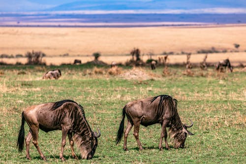 有关gnu, 冷静, 动物学的免费素材图片