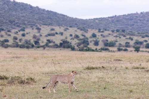 有关乾的, 冷静, 动物的免费素材图片