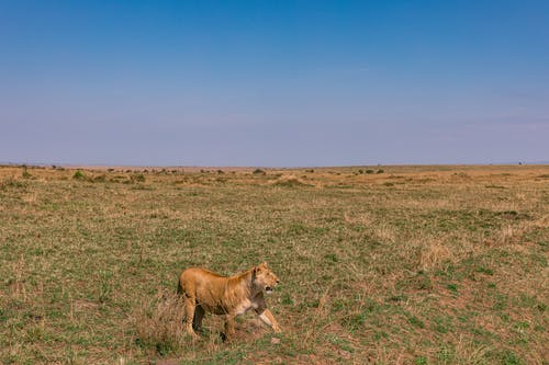 有关Copyspace, 侧面图, 冷静的免费素材图片