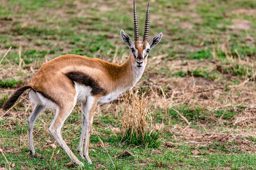 有关保存, 养护, 动物学的免费素材图片
