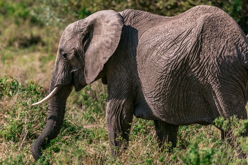 有关乾的, 动物学, 动物的免费素材图片