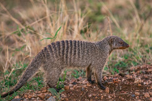 有关動物, 動物攝影, 動物肖像的免费素材图片