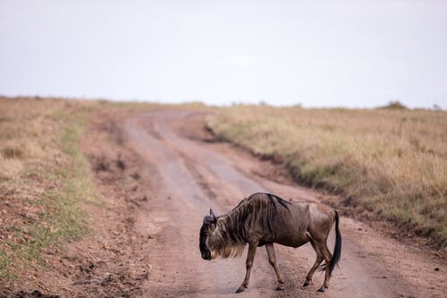 有关gnu, wildebees, 动物学的免费素材图片