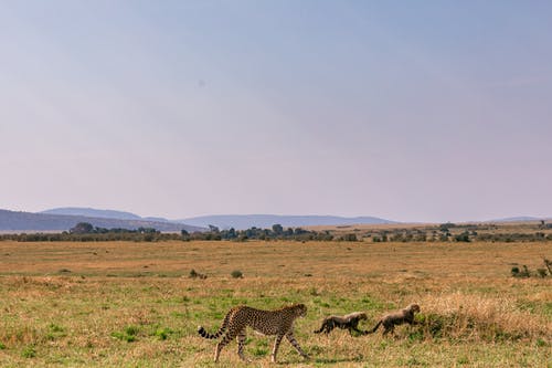 有关Copyspace, 动物学, 动物的免费素材图片
