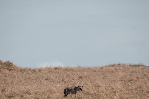 有关保存, 全身, 动物学的免费素材图片