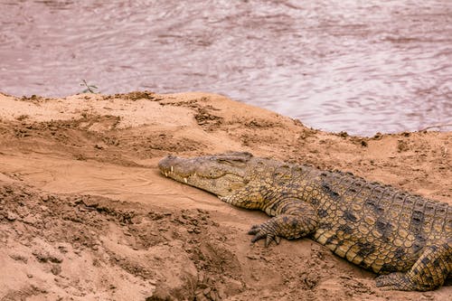 有关严重, 公园, 动物学的免费素材图片
