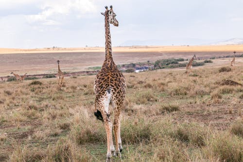 有关动物, 後视图, 稀树草原的免费素材图片