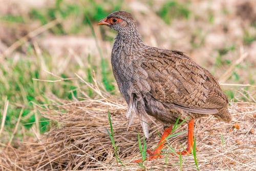有关乾的, 乾草, 側面圖的免费素材图片