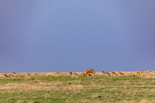 有关一群动物, 乾的, 冷静的免费素材图片
