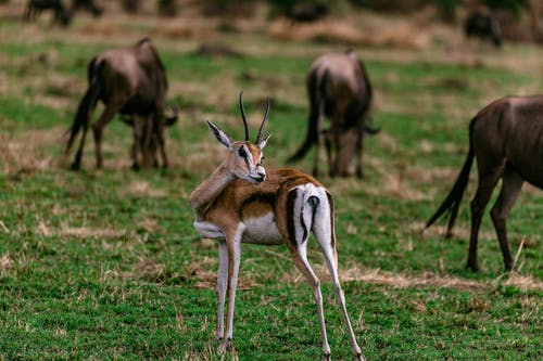有关一群动物, 养护, 动物学的免费素材图片