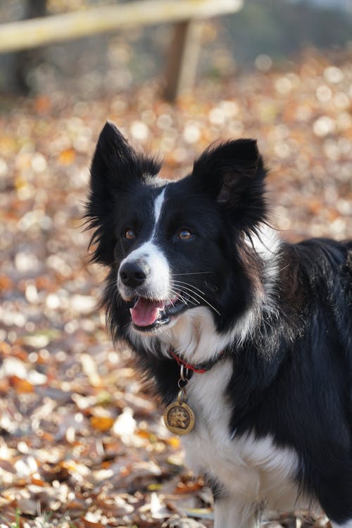 有关动物, 哺乳动物, 垂直拍摄的免费素材图片