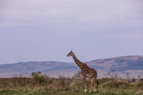 有关保存, 全身, 公园的免费素材图片
