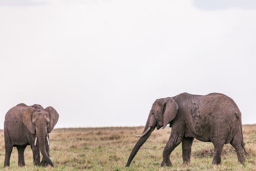 有关一群动物, 一起, 乾的的免费素材图片