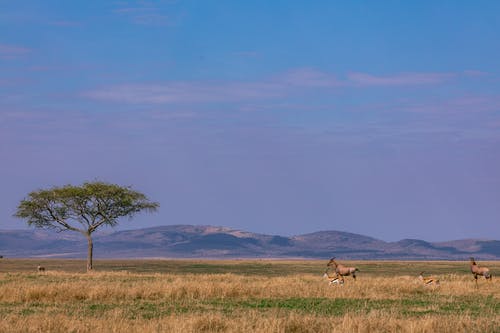 有关一群動物, 動物攝影, 哺乳動物的免费素材图片