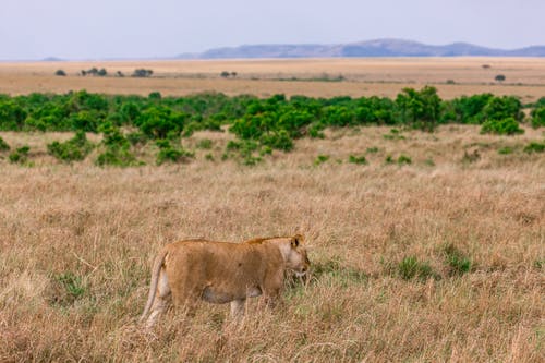 有关保存, 养护, 冷静的免费素材图片