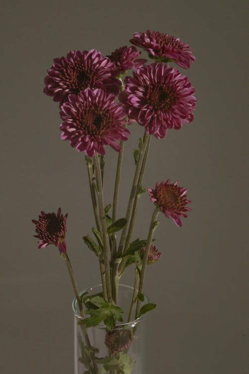 紫色精美的花朵放在玻璃花瓶中 · 免费素材图片
