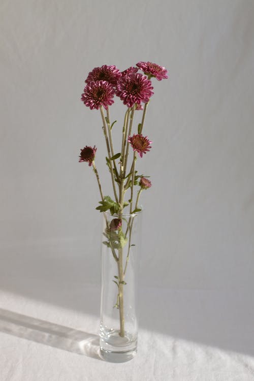 柔和的鲜花在玻璃花瓶在日光下 · 免费素材图片