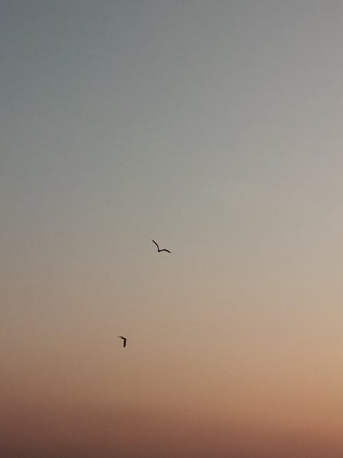 有关动物, 垂直拍摄, 天空的免费素材图片