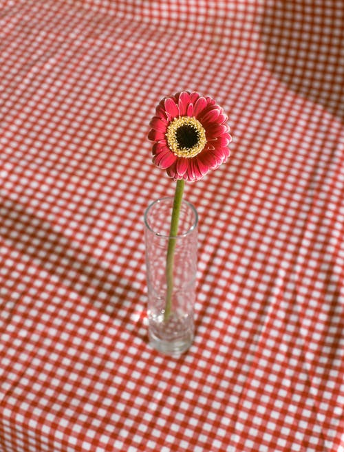 桌上花瓶里的红花 · 免费素材图片