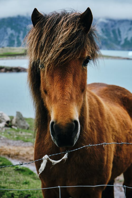 有关动物, 动物摄影, 哺乳动物的免费素材图片