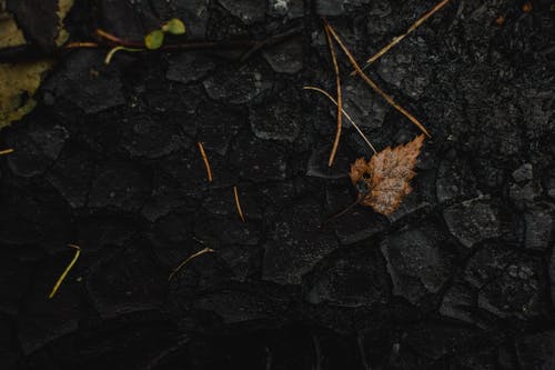 布朗在黑土上干叶 · 免费素材图片