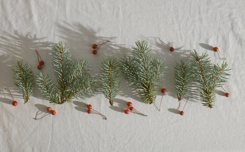 针叶树分支与冬青浆果放在行中 · 免费素材图片