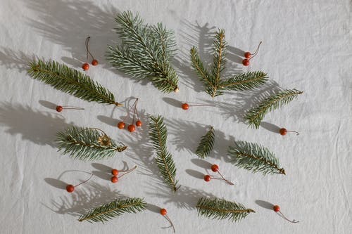 针叶树枝放在冬青浆果附近 · 免费素材图片