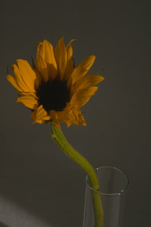 明亮的黄色花朵，在黑暗的房间里的玻璃 · 免费素材图片