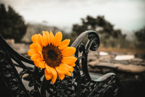 有关充满活力, 公园, 冷静的免费素材图片