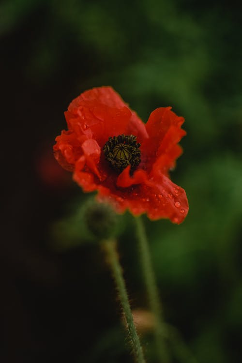 移轴镜头中的红色花朵 · 免费素材图片