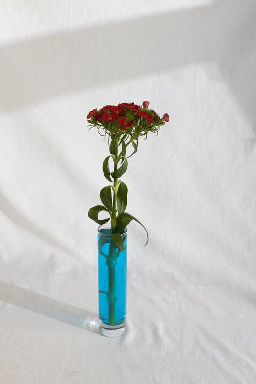 玻璃器皿带有温柔的鲜花和蓝色液体 · 免费素材图片