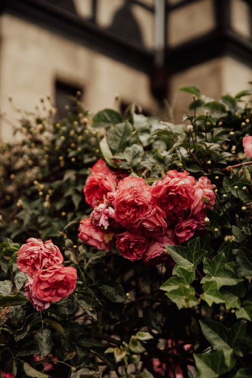 盛开的红玫瑰 · 免费素材图片