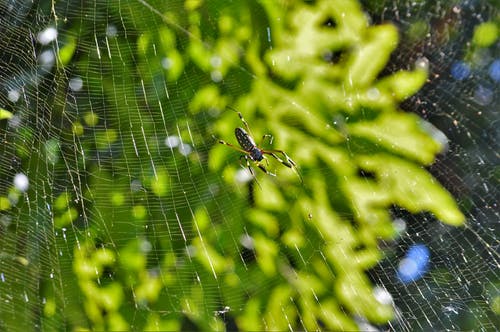 有关Web, 动物, 昆虫的免费素材图片