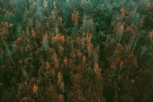 有关下落, 天性, 森林的免费素材图片