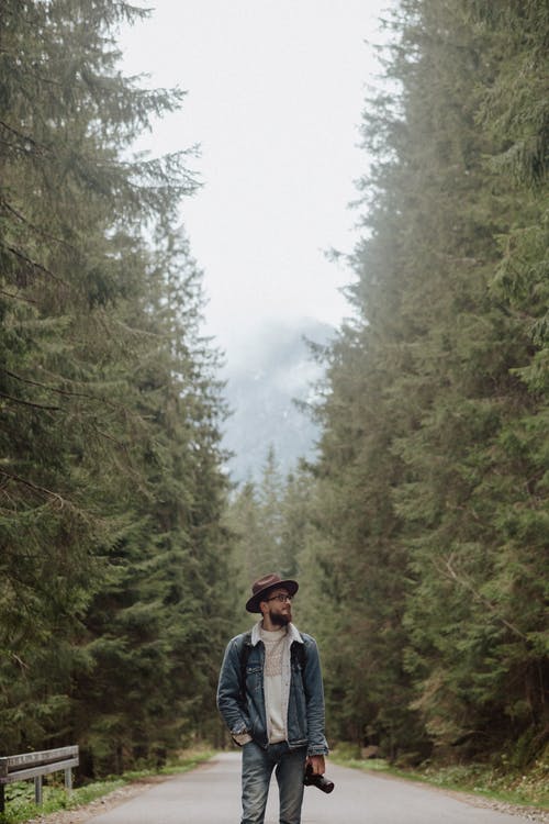 有关景观, 松树, 森林的免费素材图片