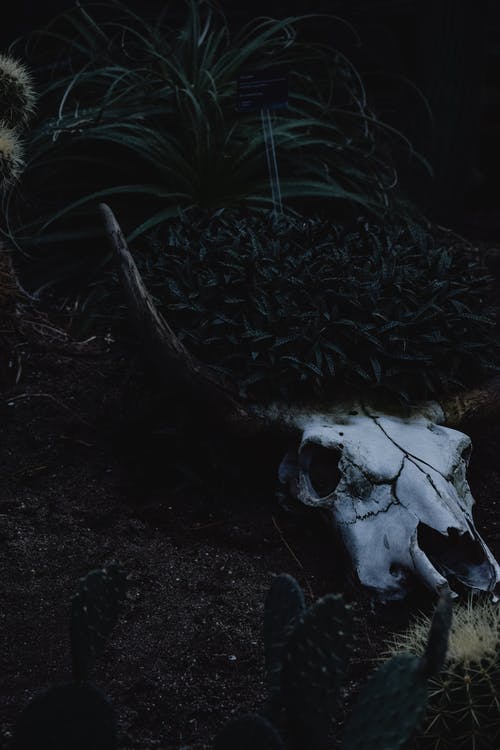 棕色土壤上的白色动物头骨 · 免费素材图片