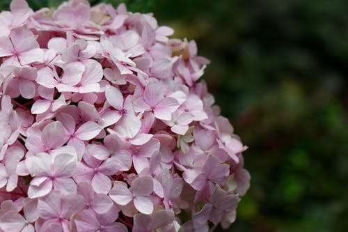 有关增长, 天性, 微妙的免费素材图片