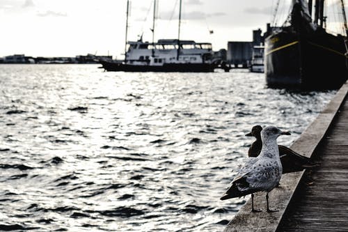 棕色木制码头上的白色和灰色鸟 · 免费素材图片