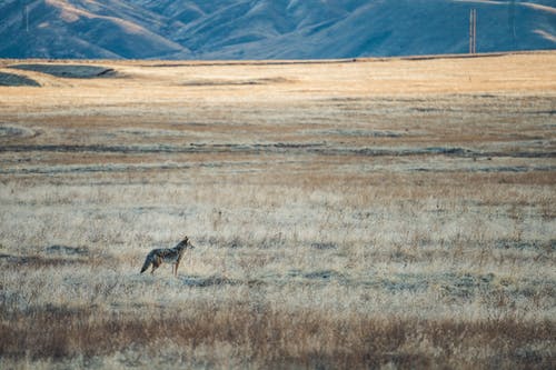 有关canis latrans, 下落, 乾的的免费素材图片