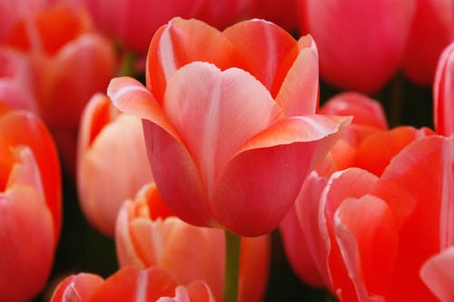 有关增长, 天性, 微妙的免费素材图片