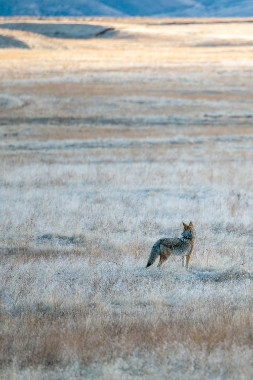 有关canis latrans, 乾的, 冷静的免费素材图片